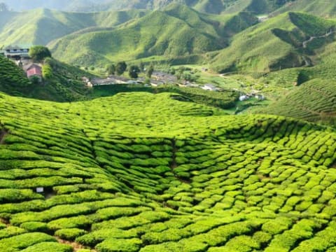 7-Hour Cameron Highlands Tour from Ipoh with Tea Estate and Farms