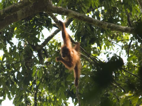 5-Day Bukit Lawang Orangutan and Elephant Tour via Tangkahan