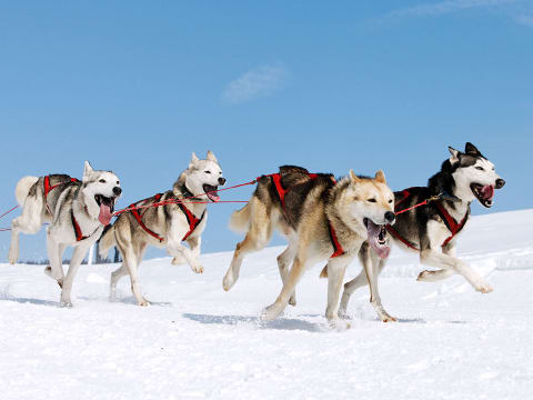 3-Hour Husky Sledge Ride in Kuusamo with Northern Lights Chase