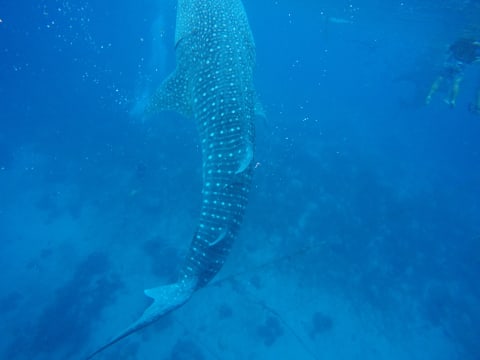 12-Hour Oslob Snorkeling and Sumilon Island Beach Tour