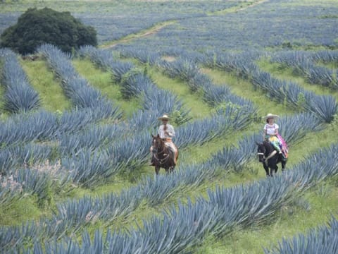 9-Day Horse Riding Tour in Lagos de Moreno from León with Haciendas