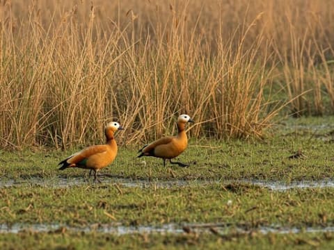 3-Day Koshi Tappu Wildlife Safari with Birding and River Boat Ride