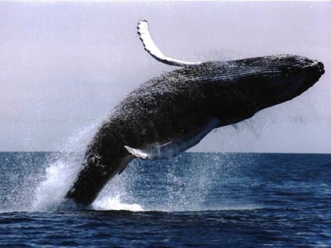 Full-Day Hermanus Whale Watching Tour from Cape Town