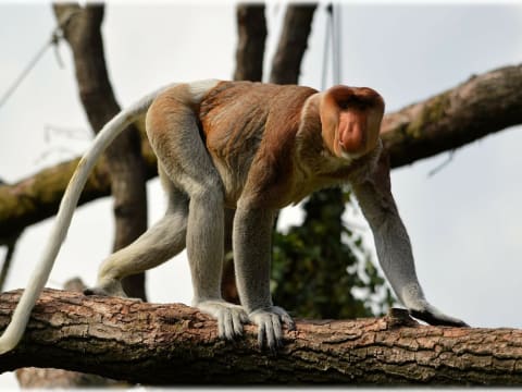 5-Day Wildlife Tour in Sandakan with Deramakot Night Safaris