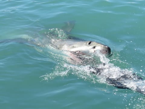 1-Day Shark Cage Diving Tour from Cape Town with Gansbaai Harbour