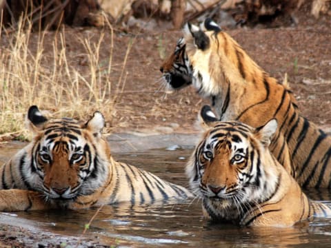 12-Day Wildlife Safari in Ranthambore, Bandhavgarh and Kanha
