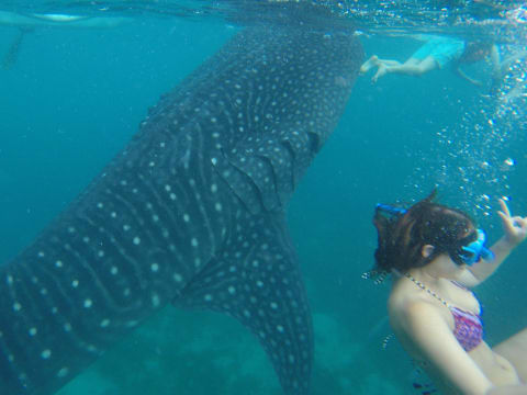 12-Hour Oslob Snorkeling and Sumilon Island Beach Tour