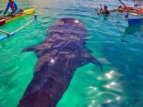 1-Day Oslob Snorkelling Tour from Cebu with Whale Sharks and Sumilon