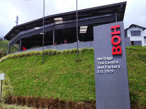 1-Day Cameron Highlands Tour with BOH Tea Centre and Strawberry Farm