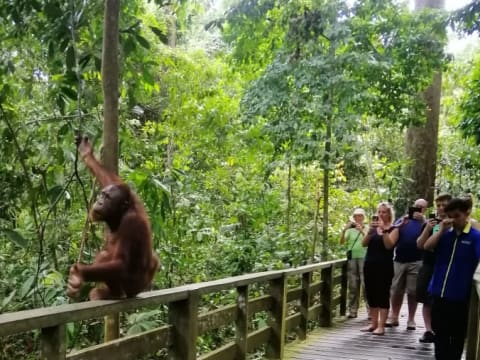 8-Day Sandakan Wildlife Tour with Lankayan Diving and Kinabatangan