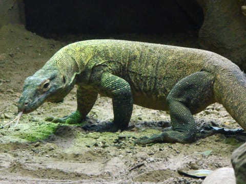 2-Day Snorkelling and Komodo Dragon Tour from Labuan Bajo
