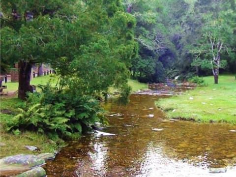 3-Hour Millwood Forest Tour in Knysna with Wildlife Discovery
