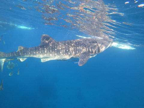 12-Hour Oslob Snorkeling Tour with Whale Sharks and Kawasan Falls