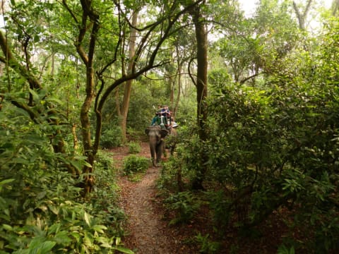 4-Day Chitwan Jungle Safari with Tharu Culture and Wildlife