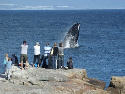 1-Day Whale Watching Shore Excursion from Cape Town with Hermanus