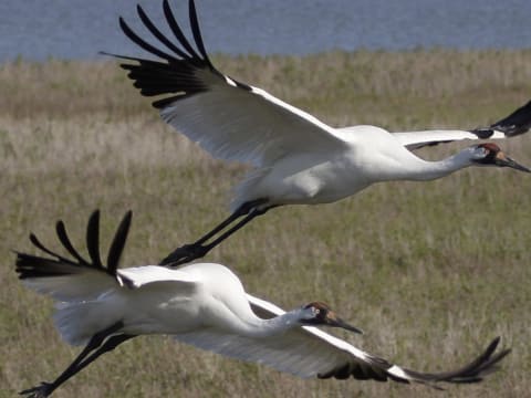 8-Hour Whooping Crane Spotting Tour in Saskatoon with Fall Colours