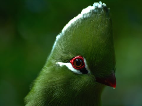 9-Hour Sanctuary Tour in The Crags with Birds of Eden and Monkeyland