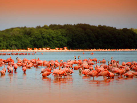 3-Day Yucatán Mayan Heritage Tour with Celestún Flamingos
