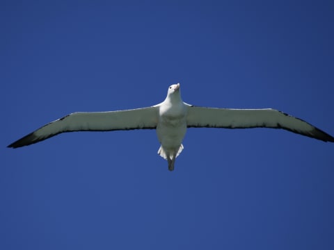 6-Hour Dunedin City and Otago Peninsula Tour with Albatross Colony