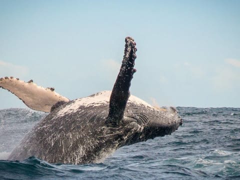 9-Hour George, Knysna and Plettenberg Bay Tour with Ocean Cruise