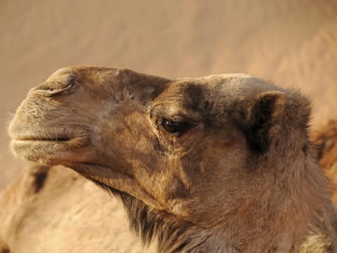 5-Day Sahara Desert Tour from Marrakech with Erg Chebbi Camp