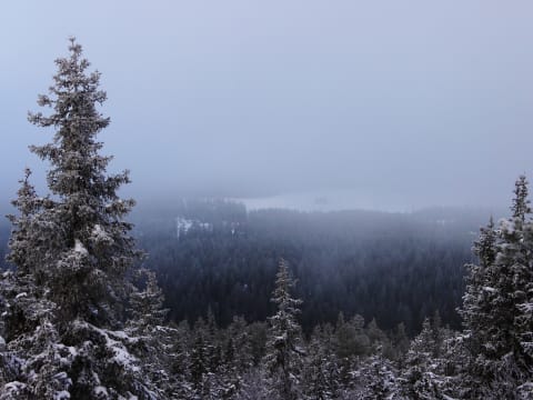 4-Hour Walking Tour in Kuusamo with Finnish Taiga and Coffee by Fire