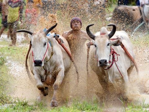 2-Day West Sumatra Tour with Pacu Jawi and Raflesia Arnoldi