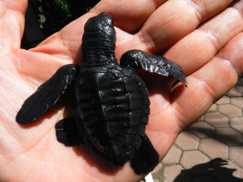 4-Hour Acapulco Horse Riding Tour with Vallarino Turtle Release