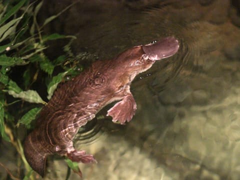 8-Hour Wildlife Tour from Cairns with Tree Kangaroos and Platypus