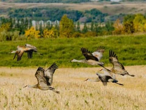 3-Hour Beaver Creek Nature Tour with Birdwatching at Cranberry Flats