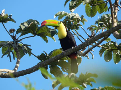 6-Hour Birdwatching Tour in Sian Ka'an at Sunrise
