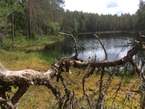 6-Hour Hyvinkää Hike from Helsinki with Forest Picnic