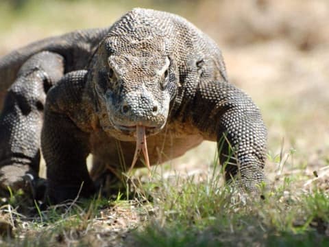3-Day Komodo Trekking and Snorkelling Tour with Rinca and Padar
