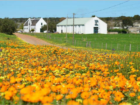 8-Hour Langebaan Game Drive and Wine Tour from Cape Town