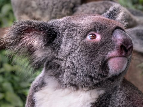 7-Hour Kuranda Rainforest Tour from Cairns with Indigenous Show
