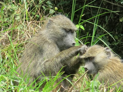 3-Day Orangutan Trekking Tour in Gunung Leuser via Bukit Lawang