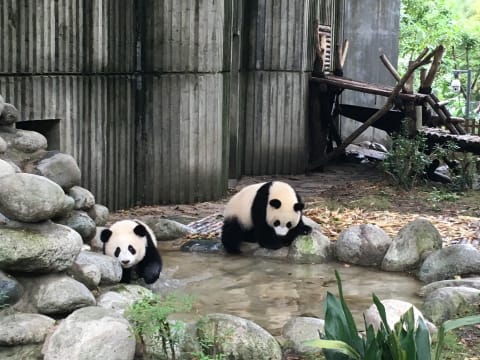 1-Day Panda and Leshan Giant Buddha Tour from Chengdu