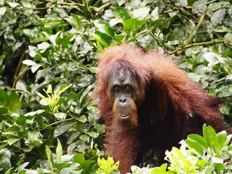 3-Day Kinabatangan Wildlife Cruise from Sandakan with Sepilok