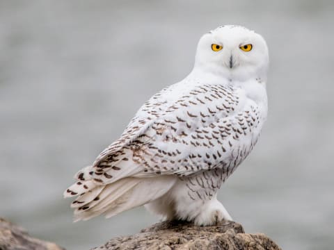 8-Hour Snowy Owl Spotting Tour from Saskatoon with Spotting Scope