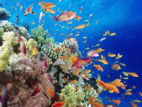 5-Hour Dahab Snorkelling Tour to Three Pools with Beach Lunch