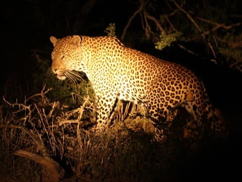 Full-Day Cape Town Wildlife Safari to Ceres with Open-Air Game Drive