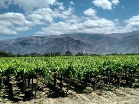 11-Hour Cafayate Wine Tour from Salta with Quebrada de las Conchas