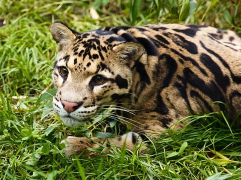 5-Day Wildlife Tour in Sandakan with Deramakot Night Safaris