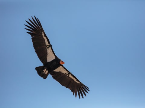 2-Day Birdwatching Tour in Cusco with Apurimac Canyon and Condors