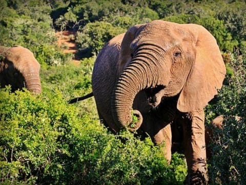 4-Day Kruger National Park Safari from Johannesburg with Balule