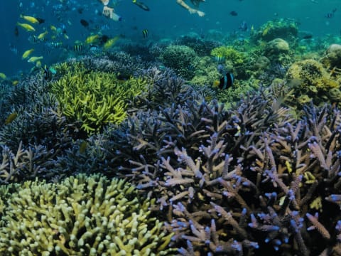 Full-Day Snorkeling Tour in Lombok with Gili Nanggu, Sudak and Kedis