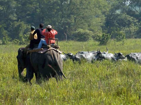 5-Day Trip to Guwahati, Kaziranga & Majuli
