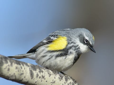 2-Hour Saskatoon Birdwatching Tour along the South Saskatchewan River