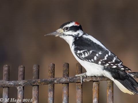 3-Hour Pike Lake Park Bird Watching Tour with Chickadee Feeding