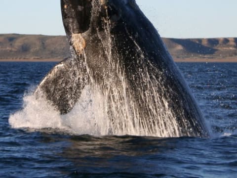 Full-Day Hermanus Whale Watching Tour from Cape Town with Coastal Drive